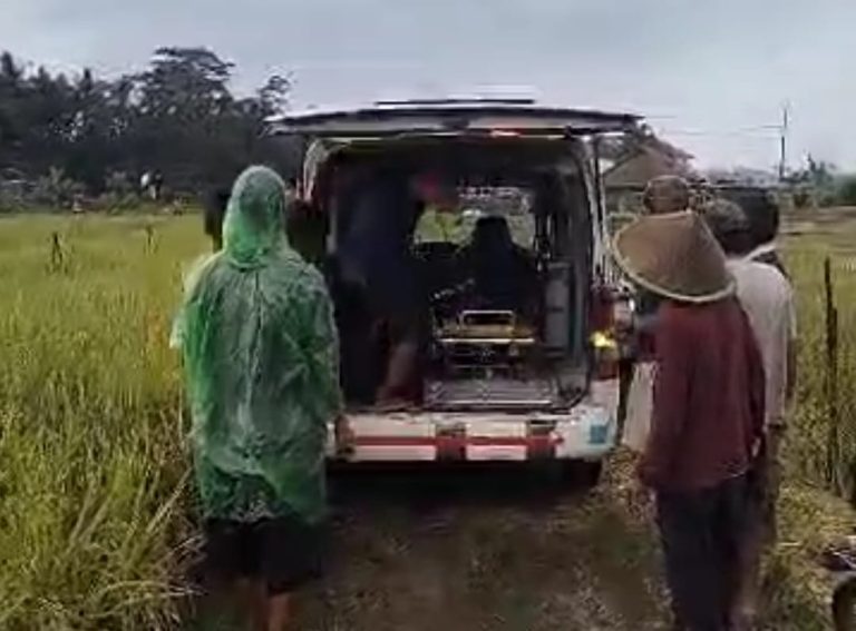 Petani